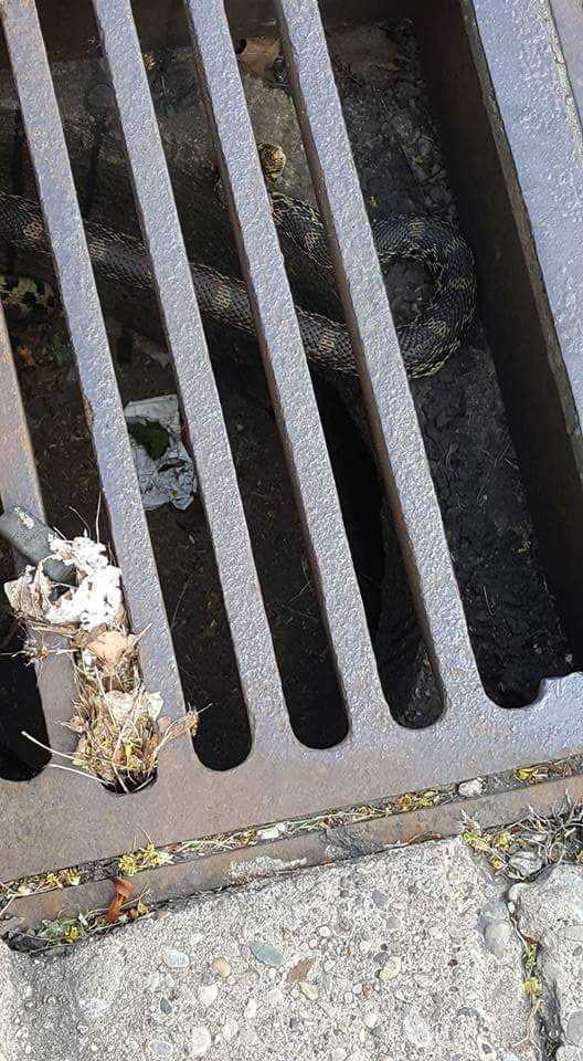 FB_IMG_1490284899973